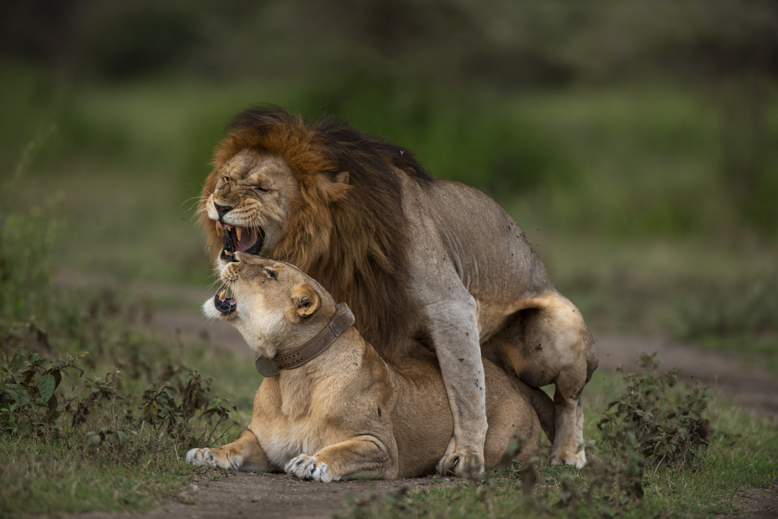 Explore-Tanzanias-Wild-Kingdoms-Page-Banner-scaled