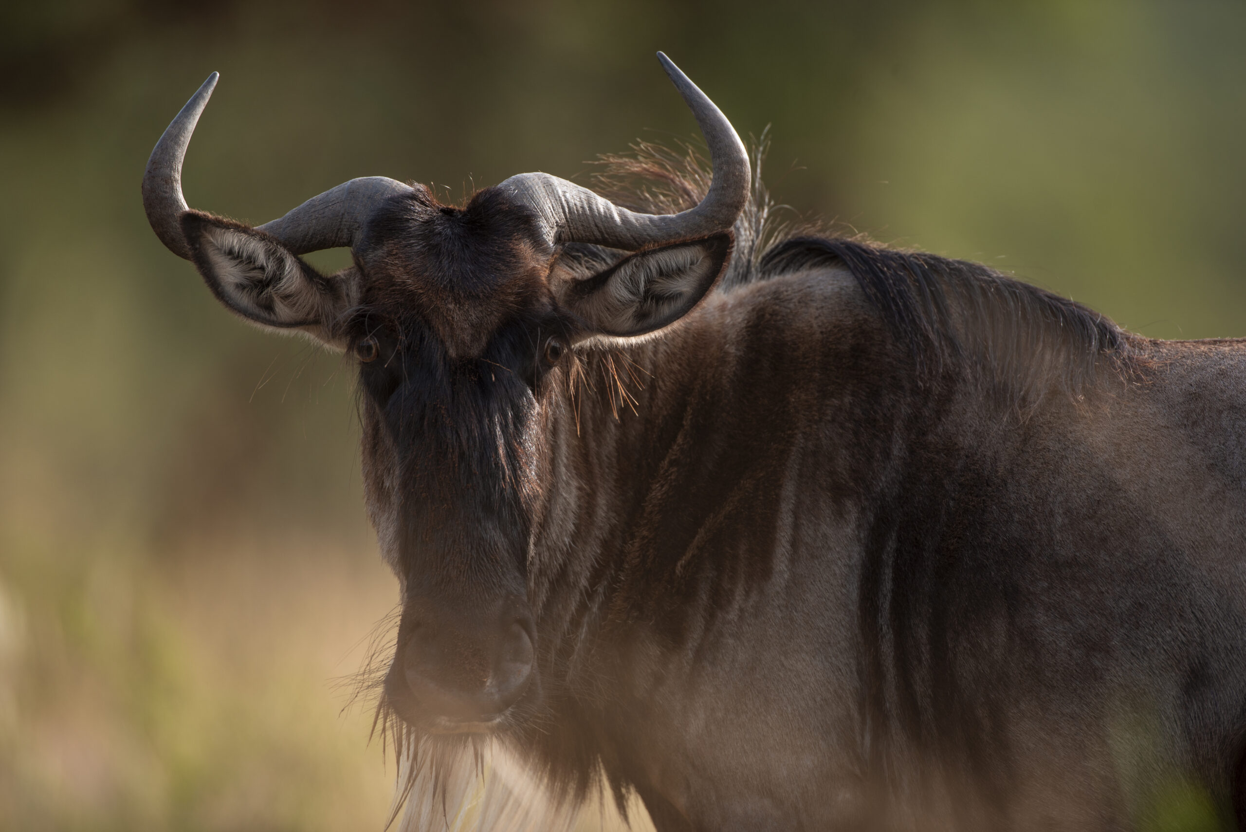 blue wildebeest