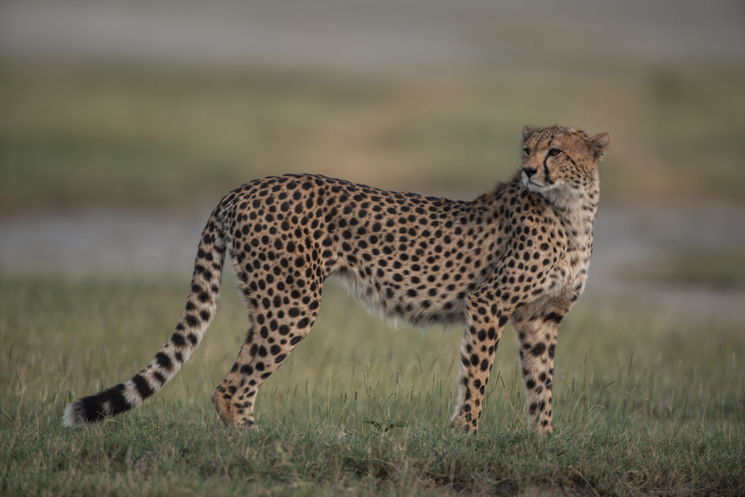 Arusha-National-Park-Cheetah