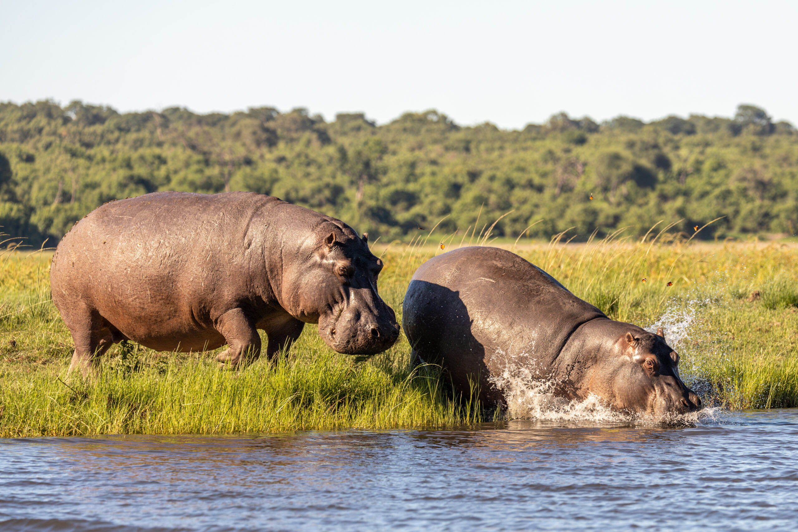 Arusha-National-Park-Hippopotamuses
