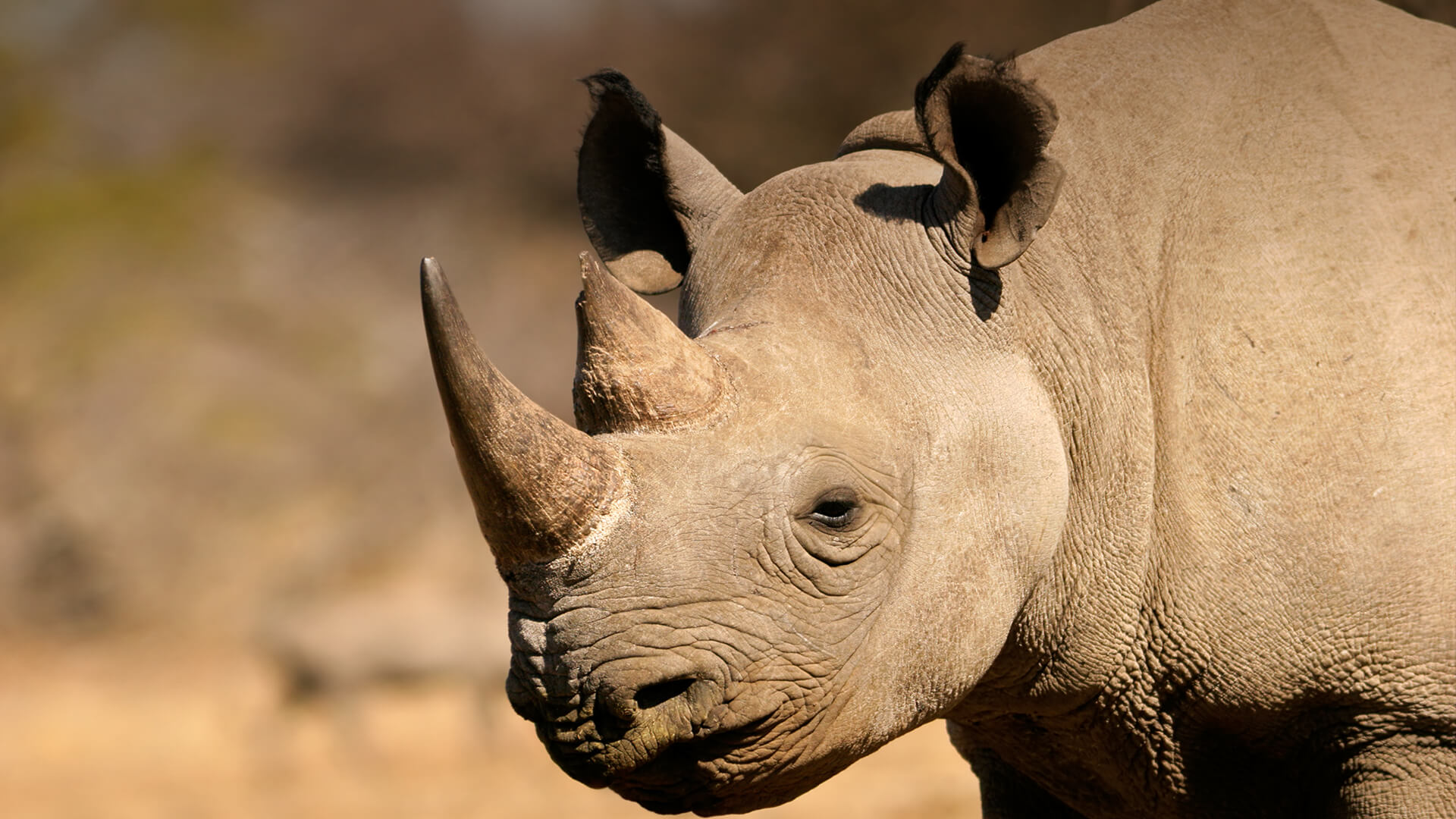 Arusha-National-Park-Rhinoceros