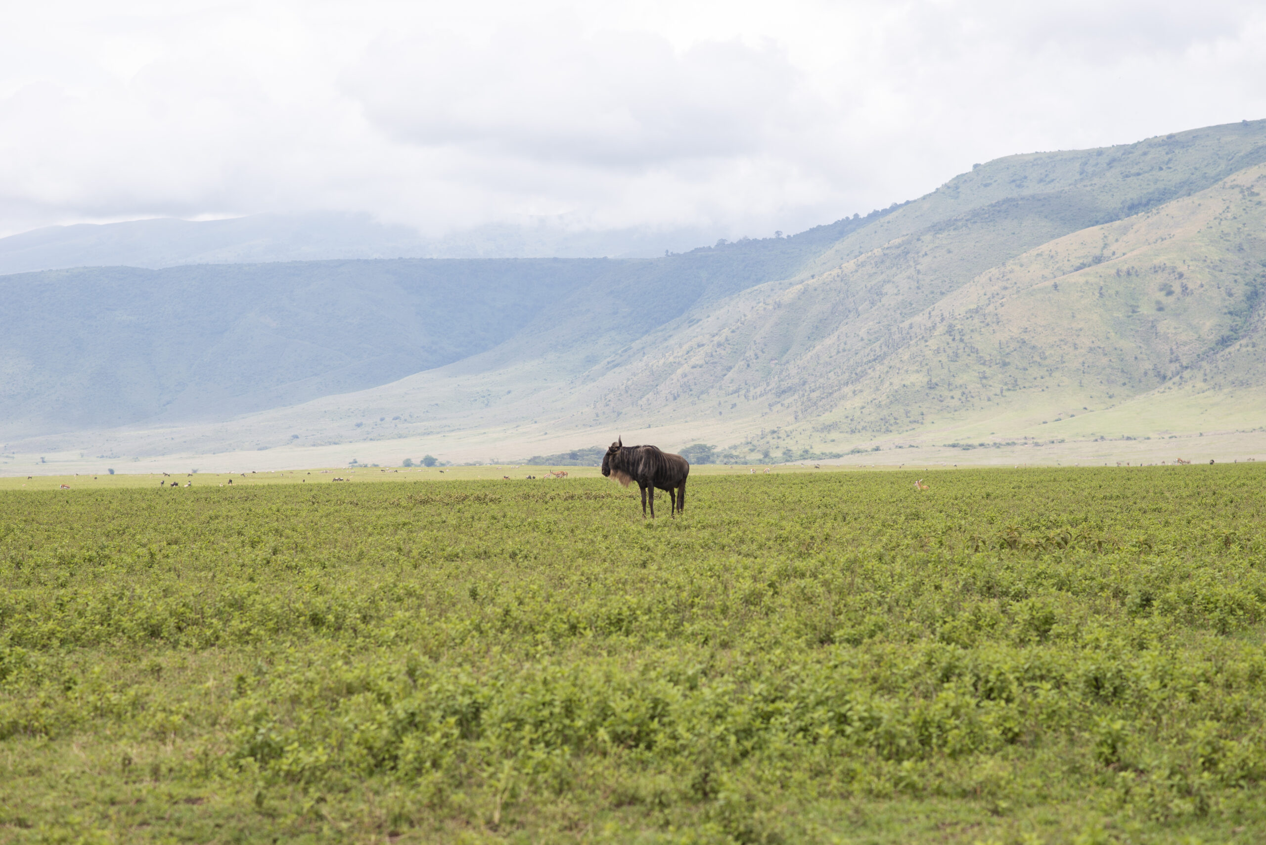 Arusha-National-Park-Wildebeest