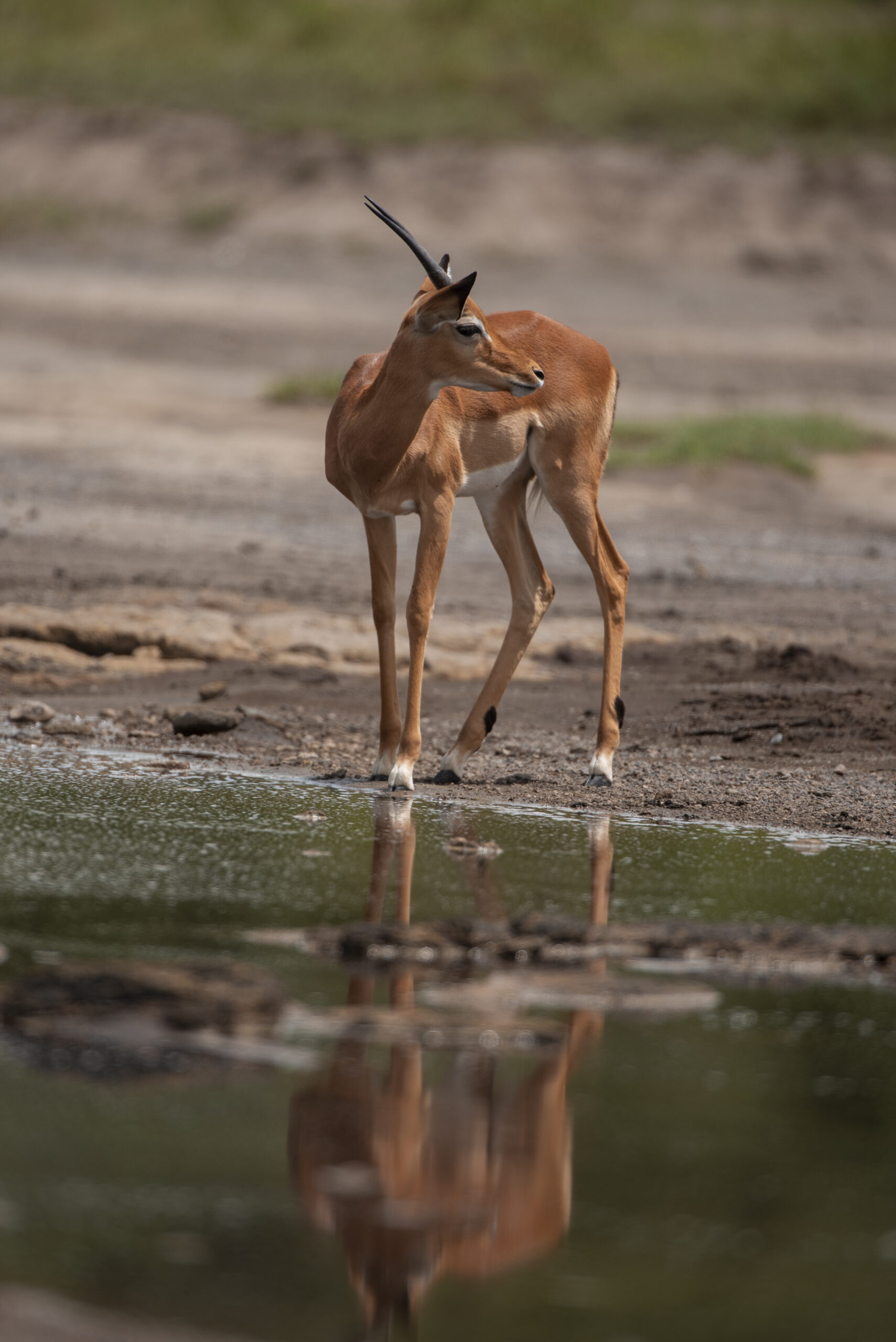 Arusha National Park, dear