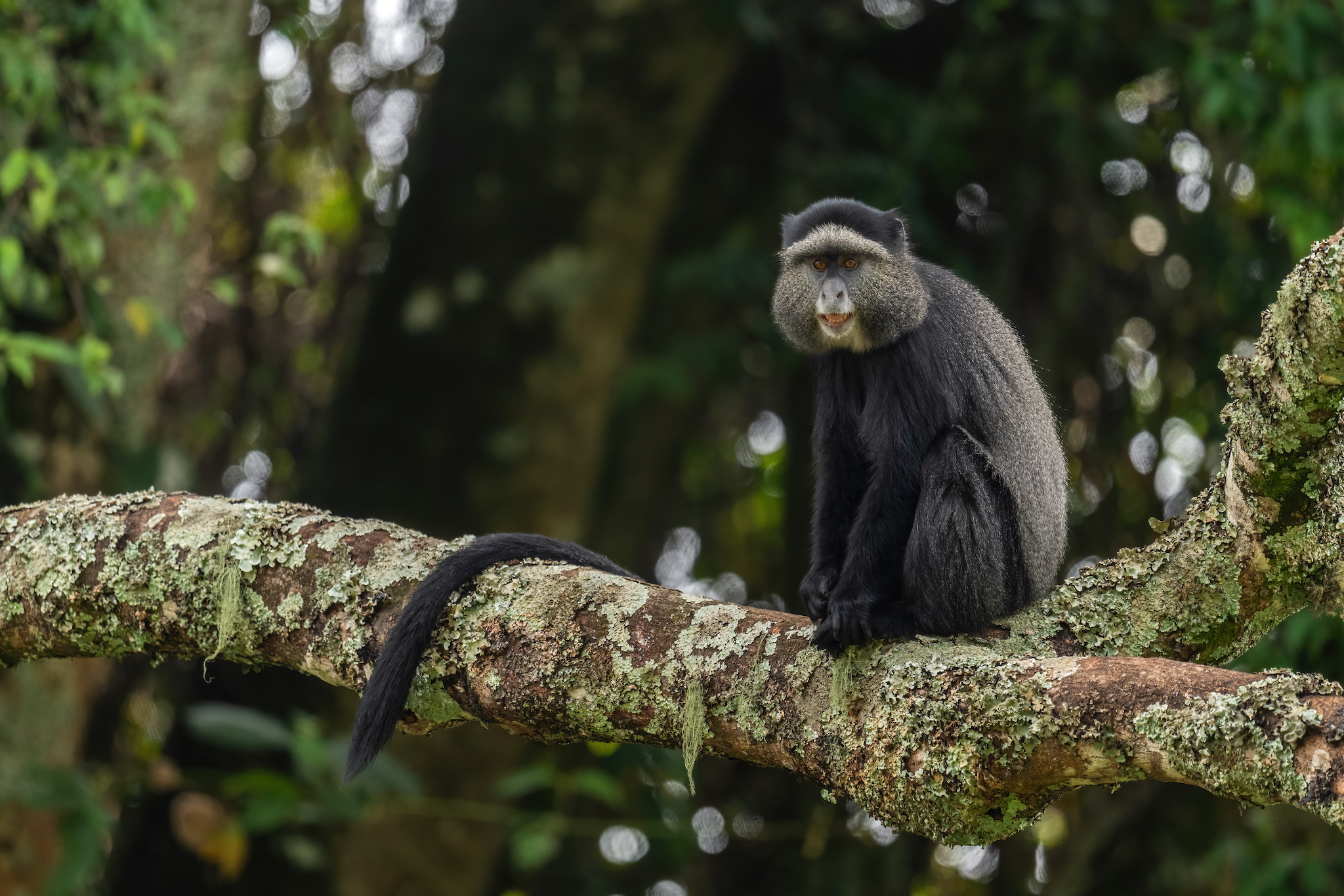 Gombe-National-Park-Blue-Monkey