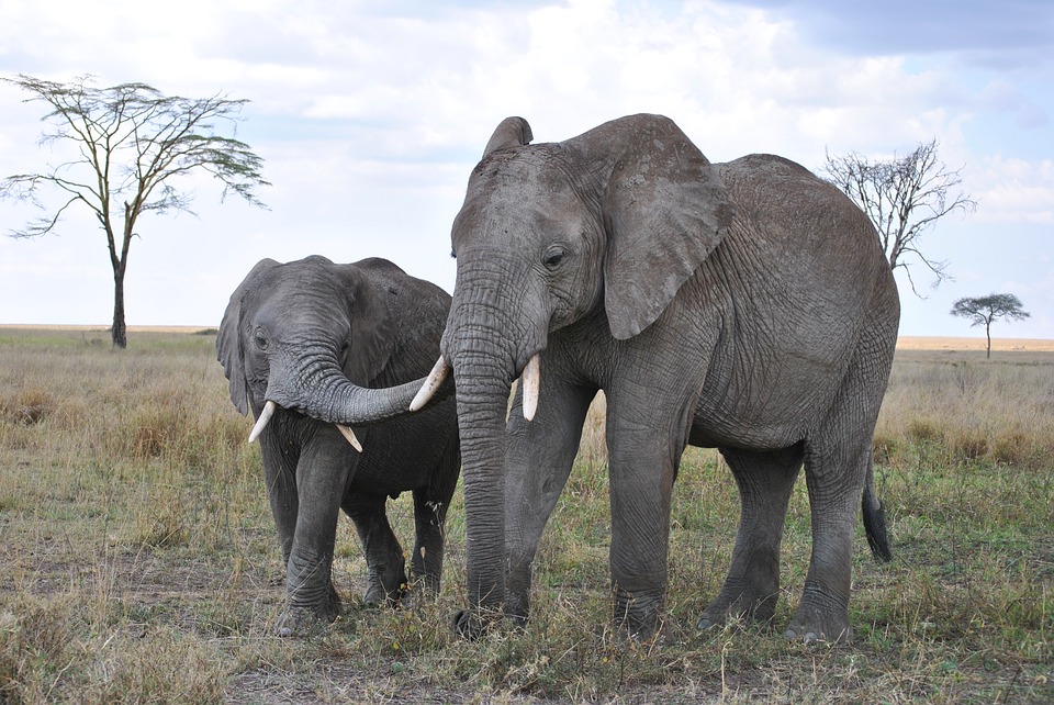 Great-Migration-Mara-River-Crossing-Day-2