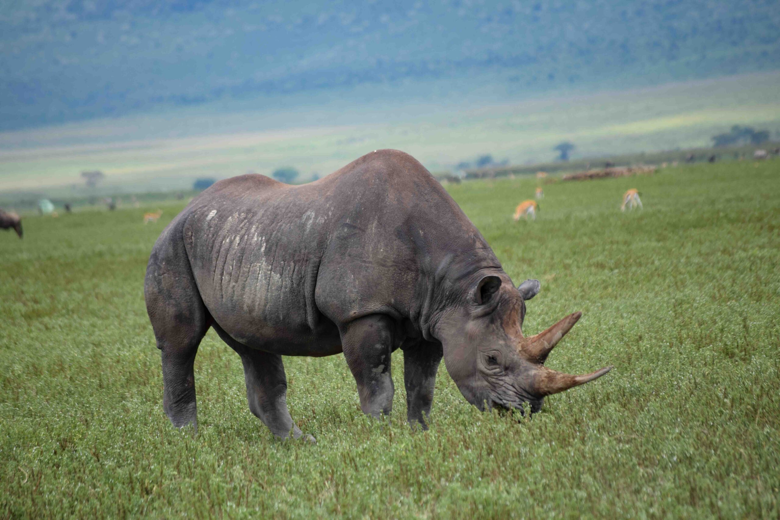 Great-Migration-Mara-River-Crossing-Day-3