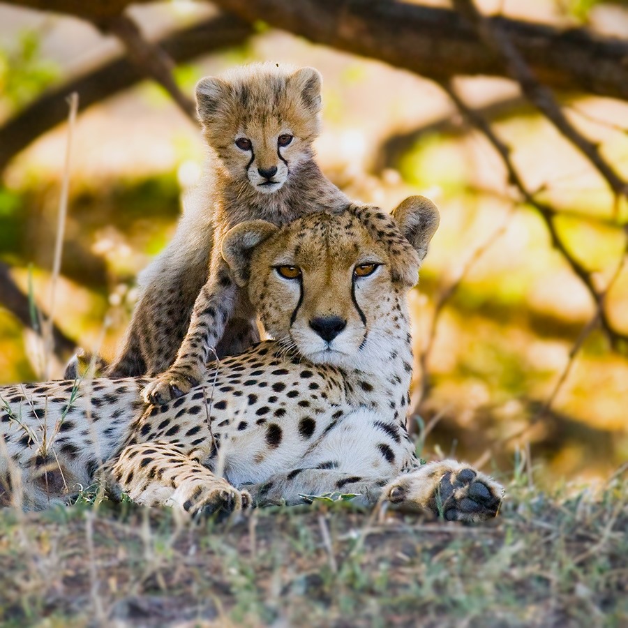 Great-Migration-Mara-River-Crossing-Day-4-5