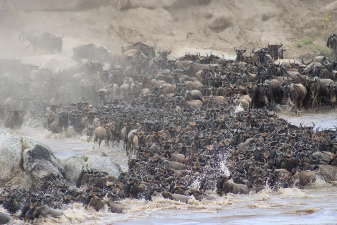 Great-Migration-Mara-River-Crossing-Day-8