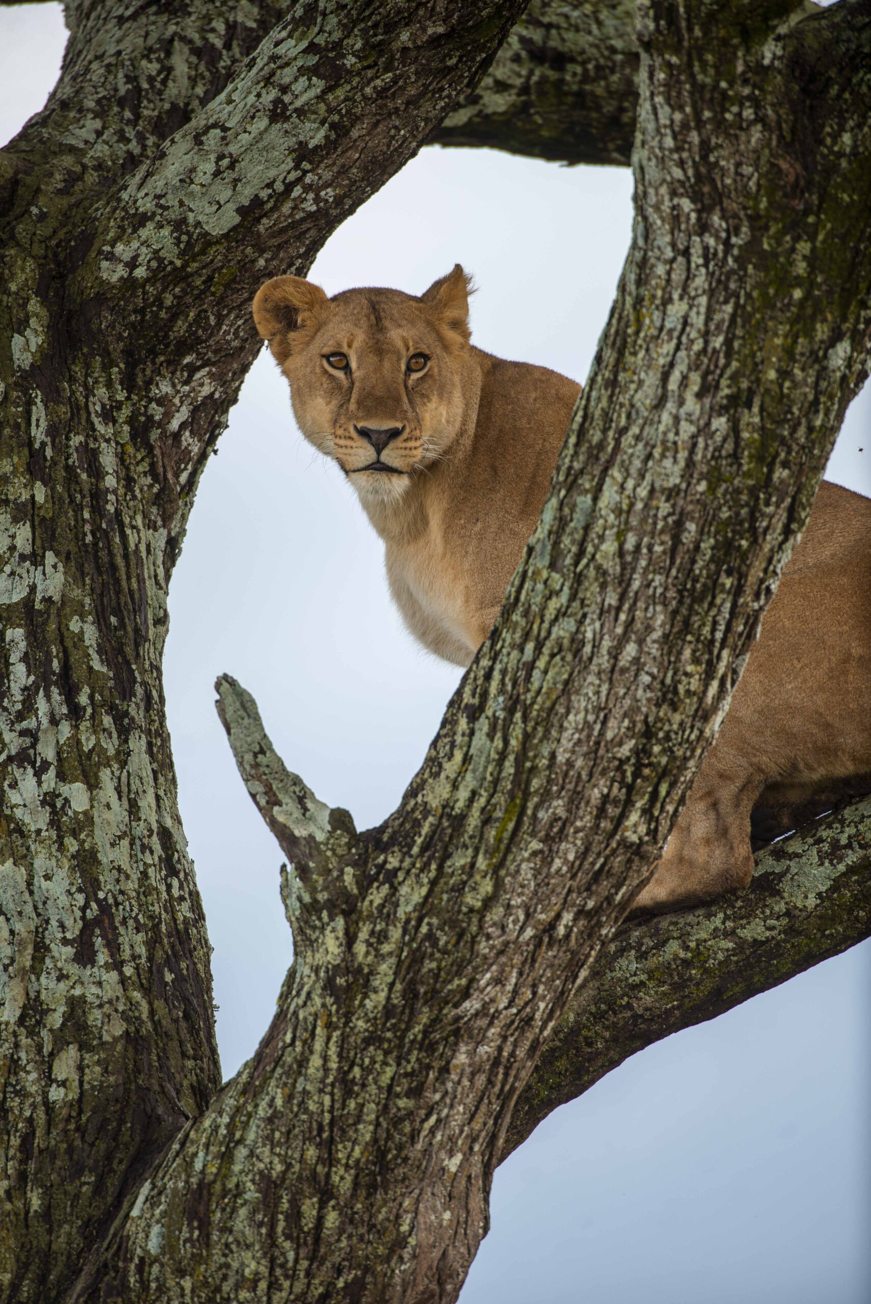 Lake-Manyara-Lion