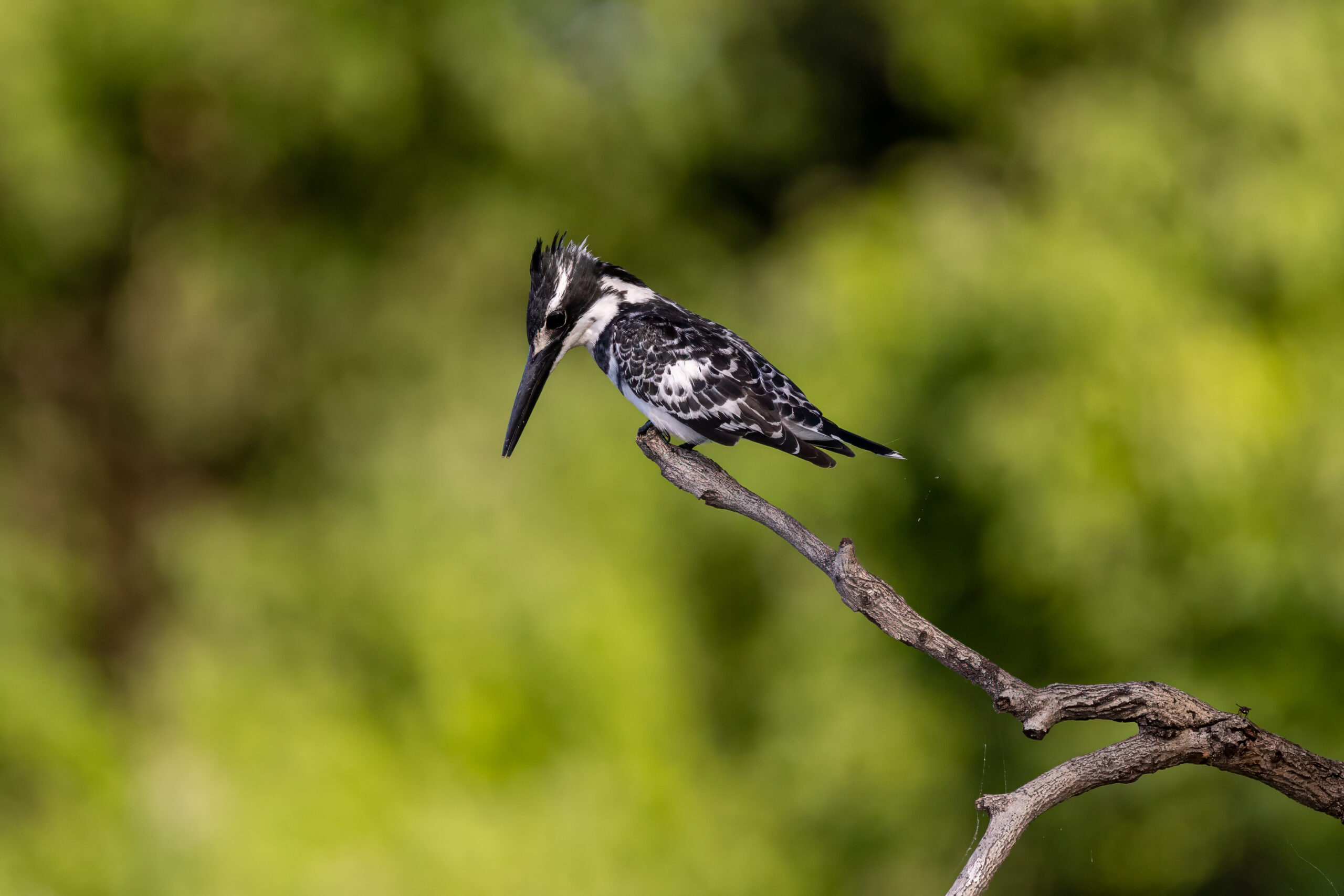 Lake-Manyara-National Park-Bearbeitet