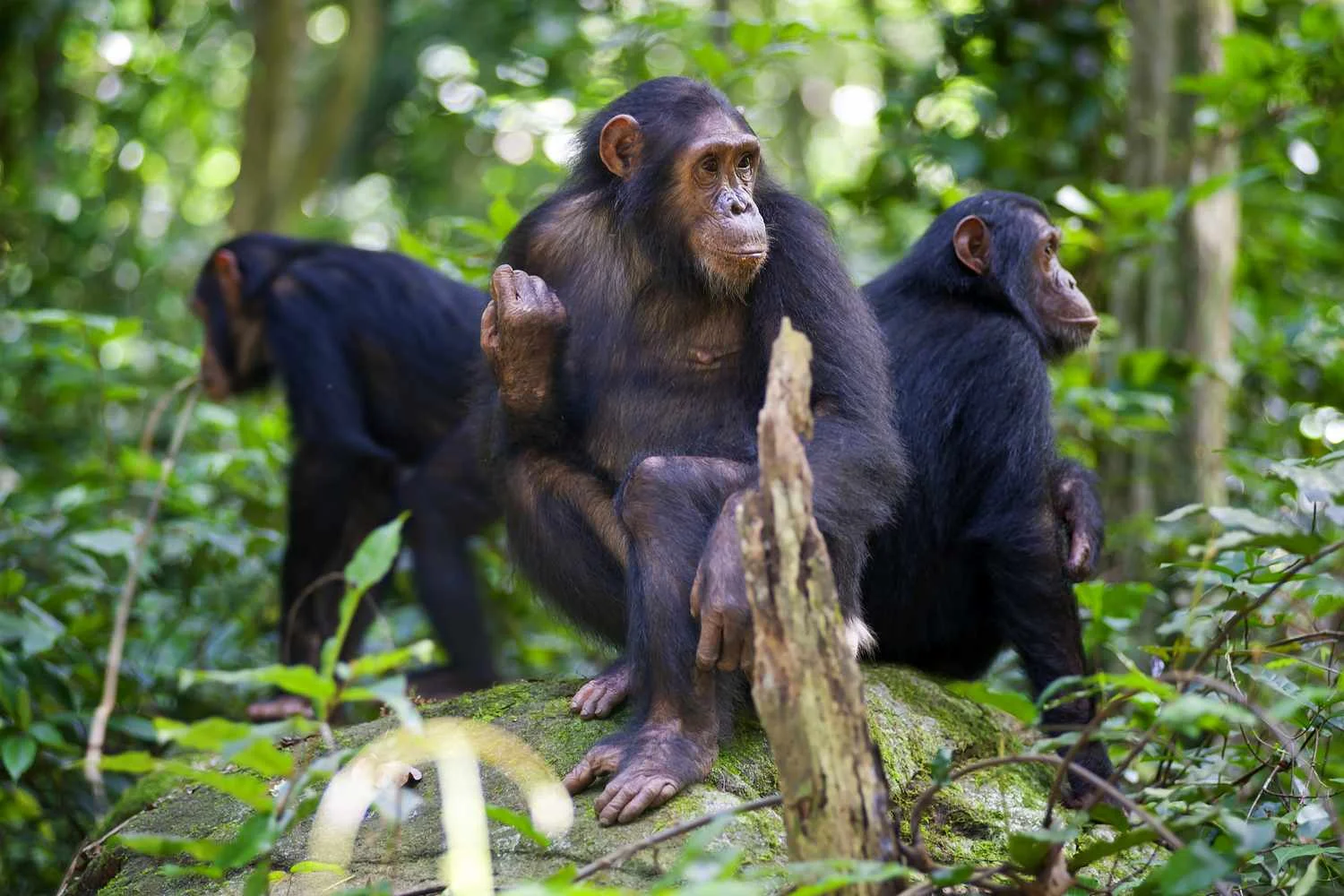 Mahale-Mountains-National-Park-Gombe-Monkey