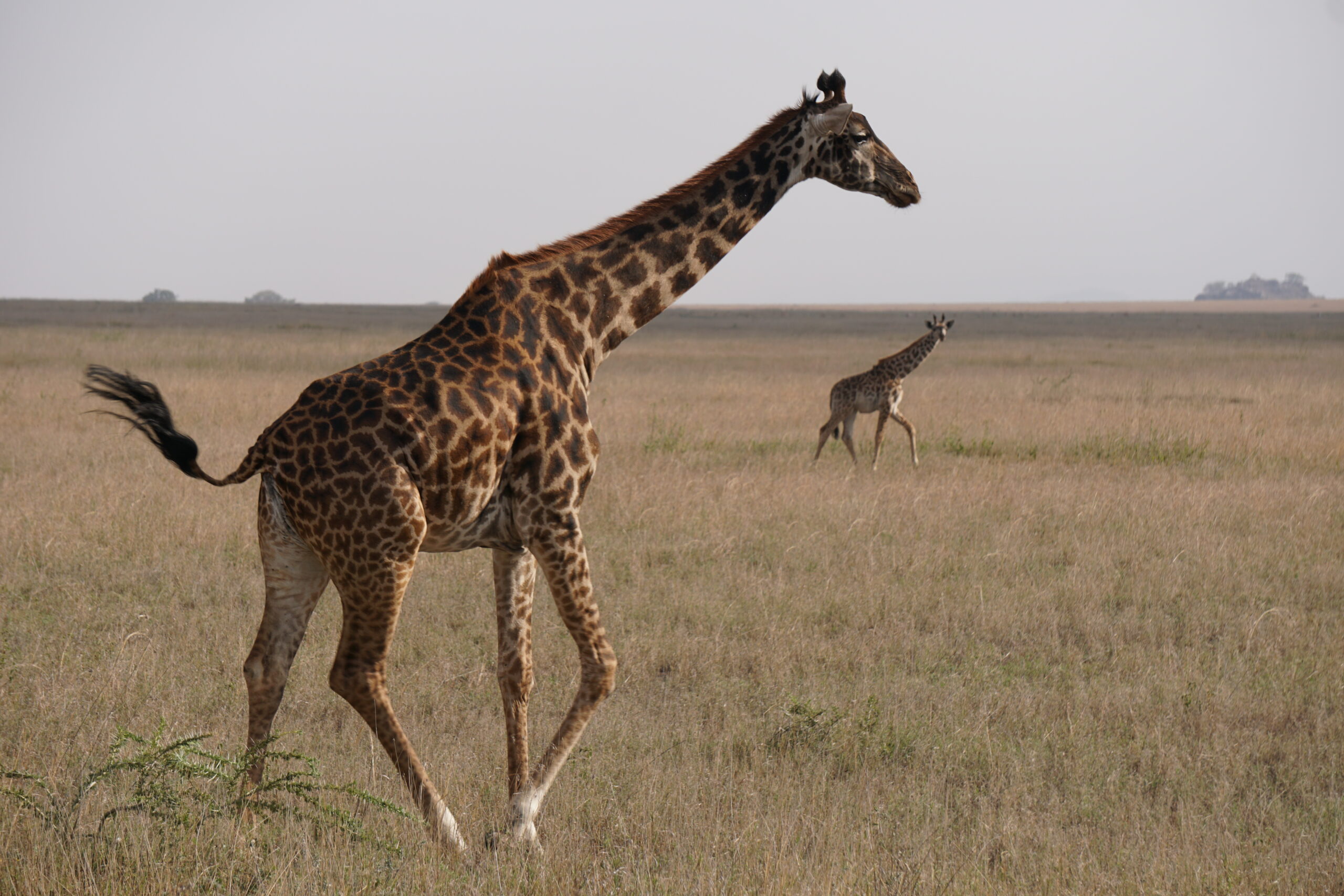 Mikumi-National-Park-Girraffe