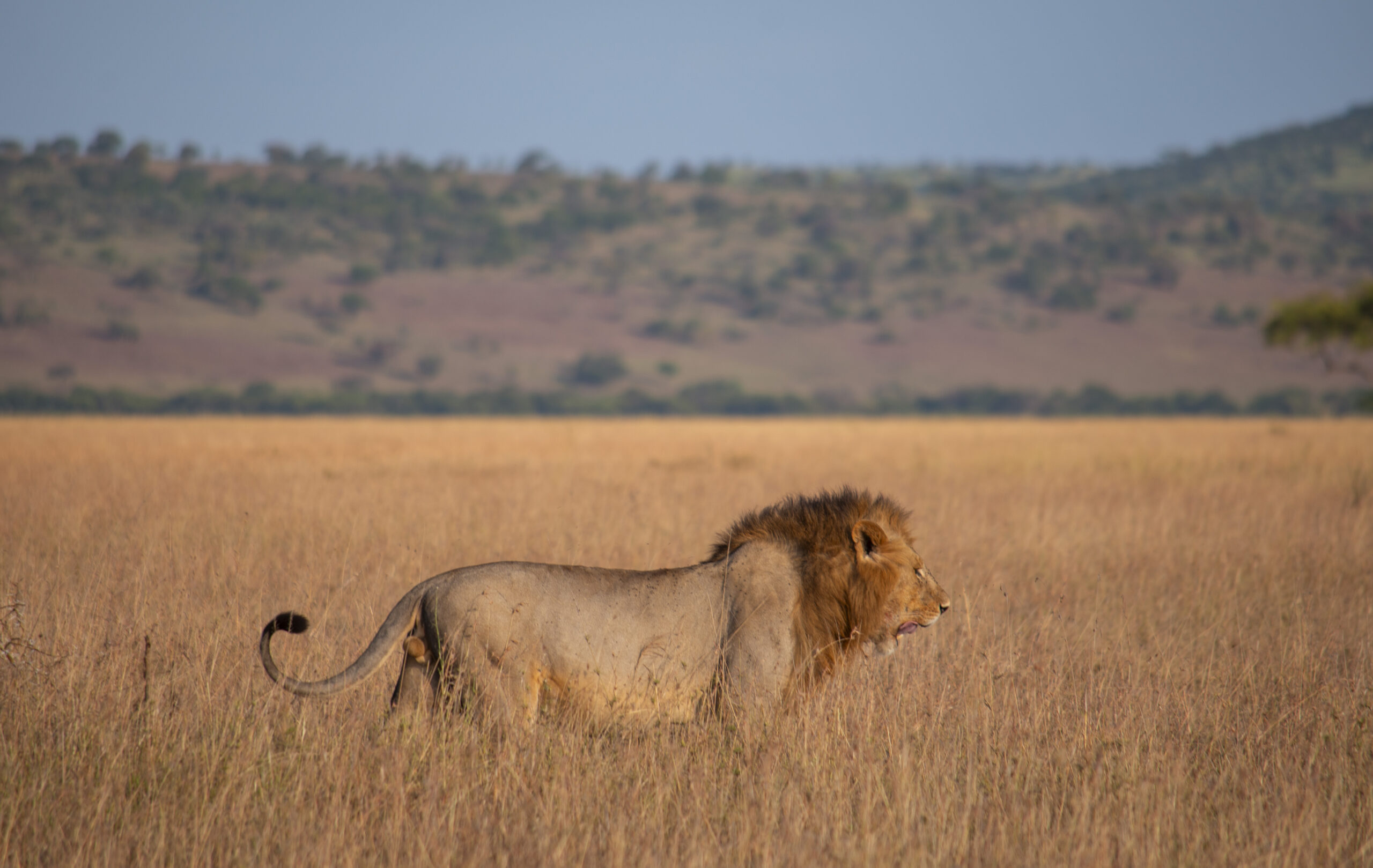 Mikumi-National-Park-Lion
