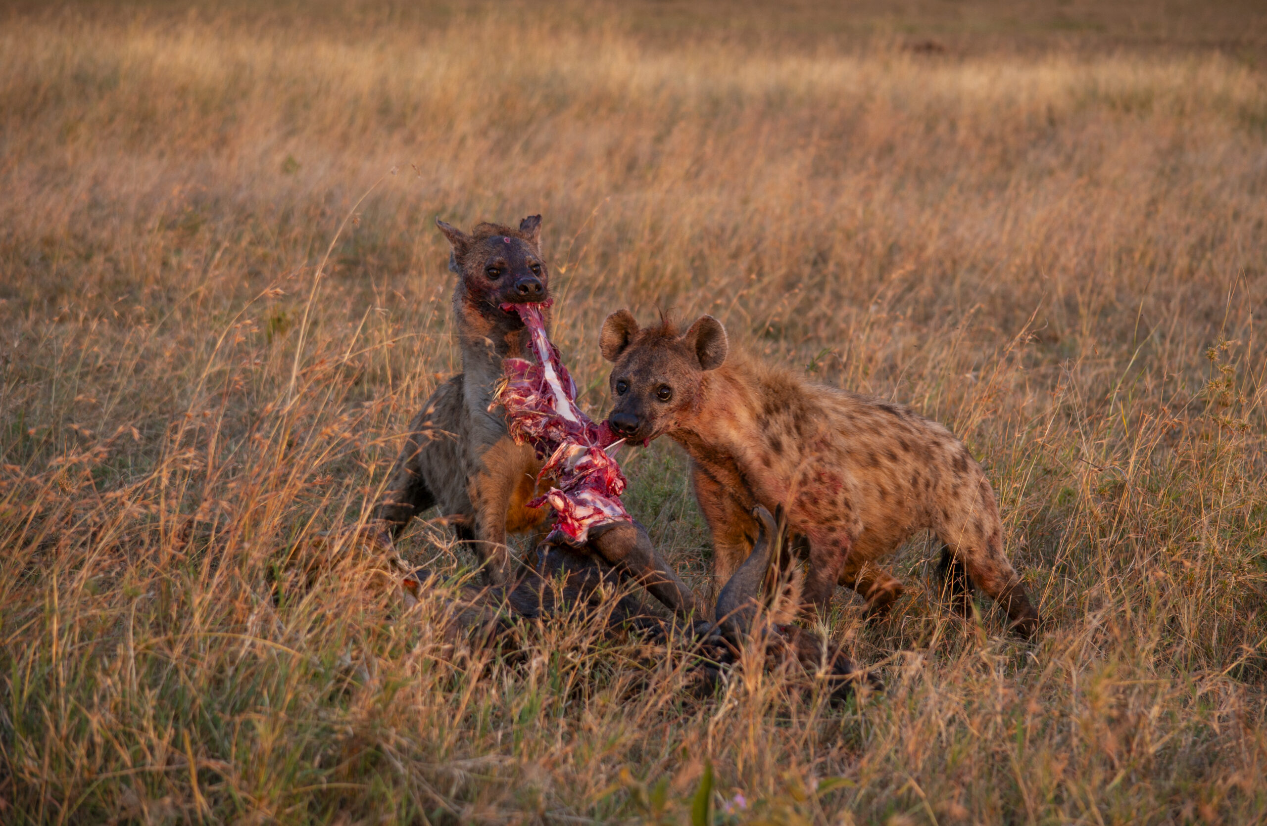 Mikumi-National-Park-thred