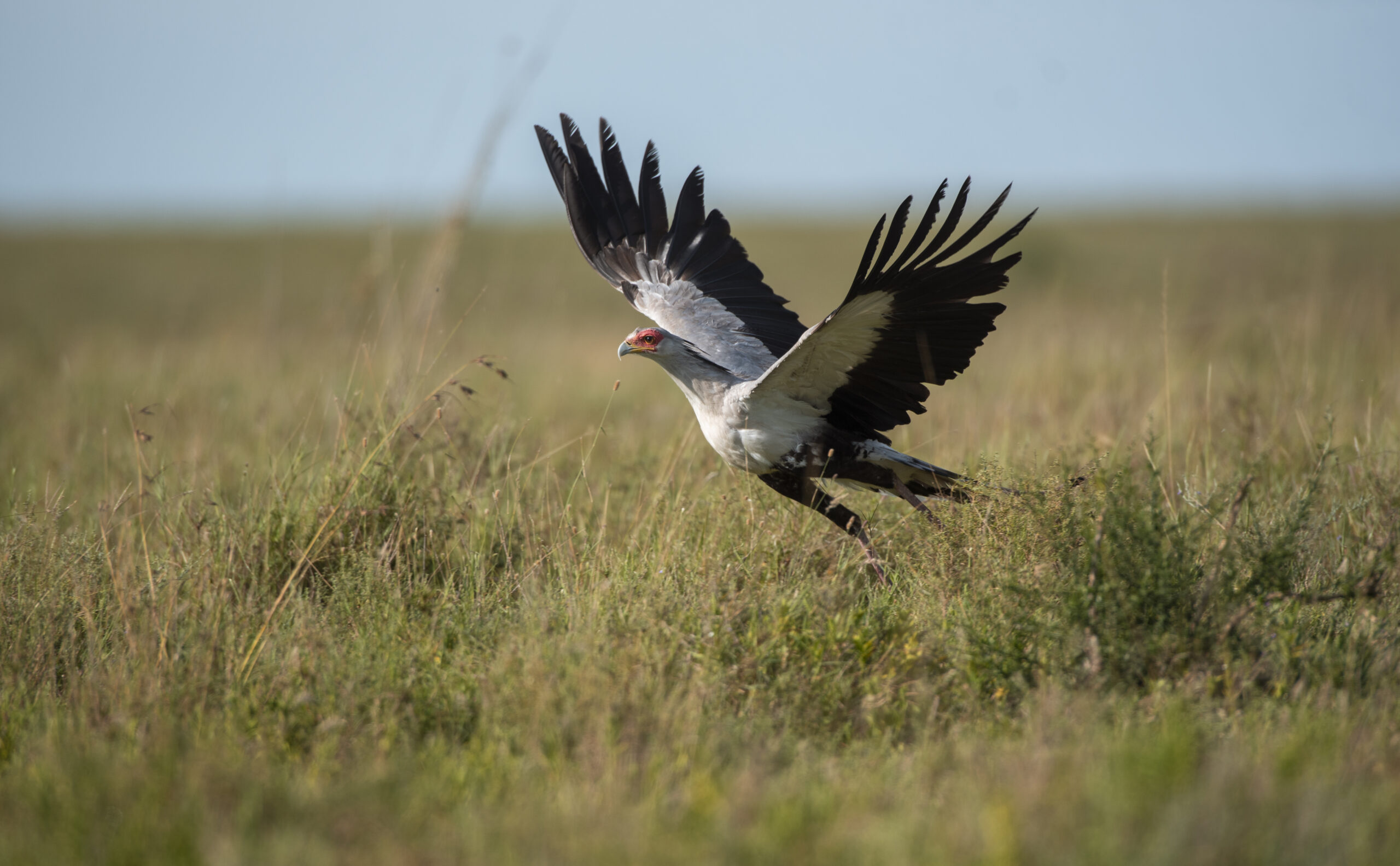 Mkomazi-National-Park-Bird