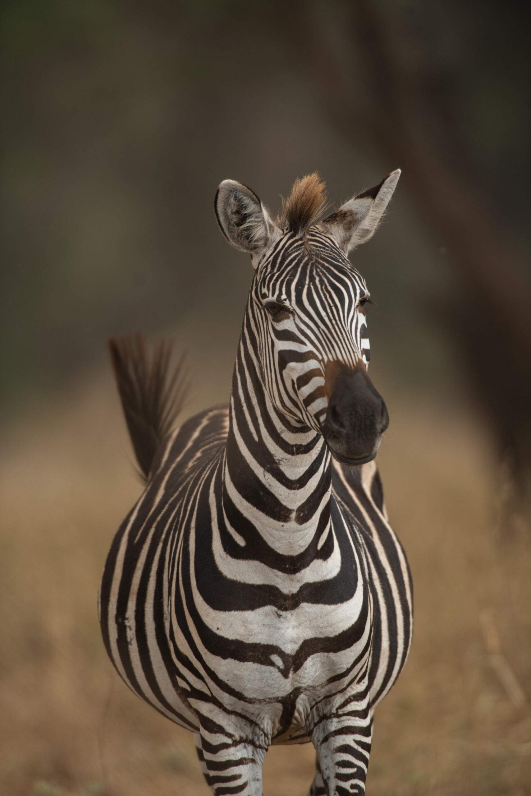 Mkomazi-National-Park-Zebra