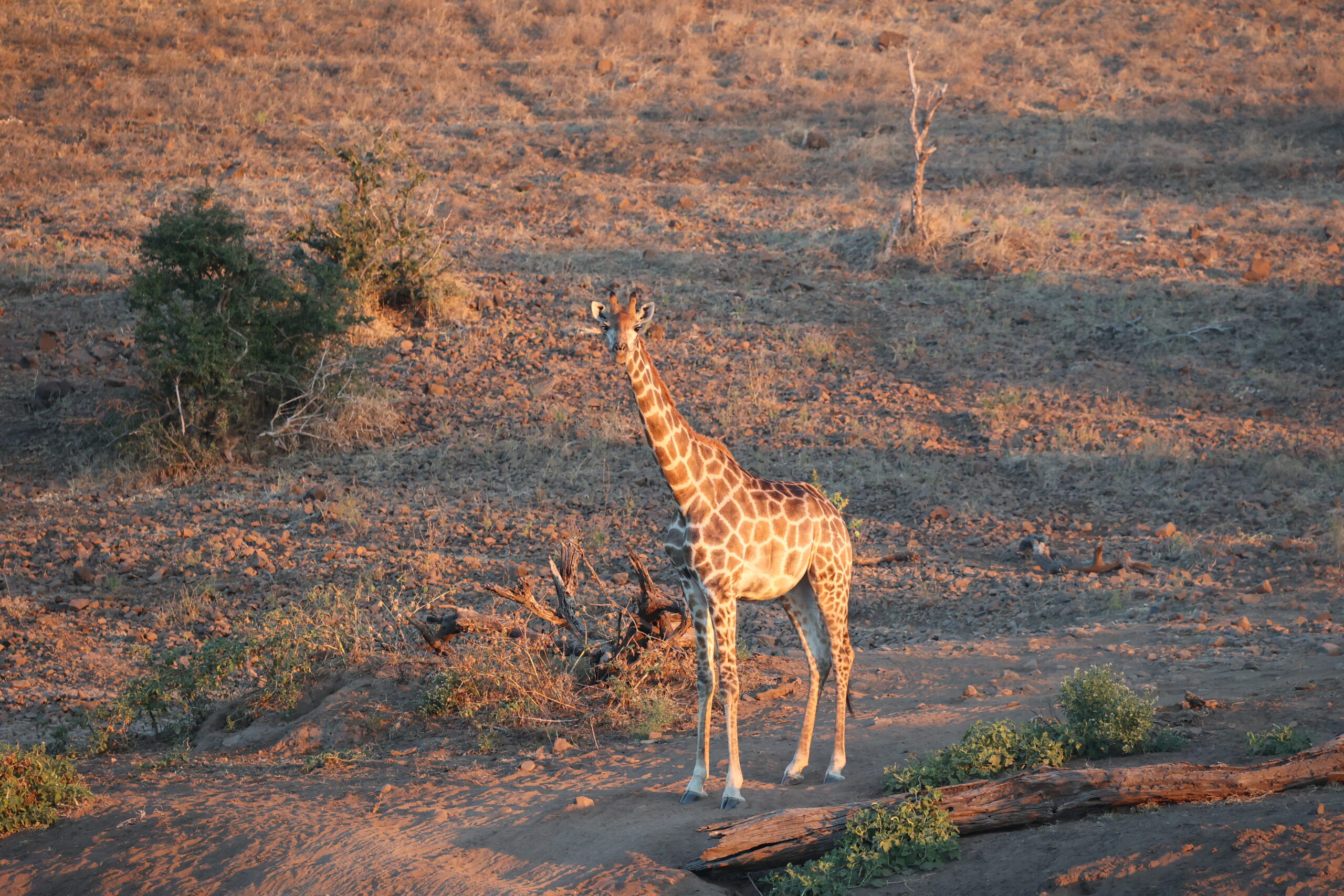 Mkomazi-National-Park-girraf
