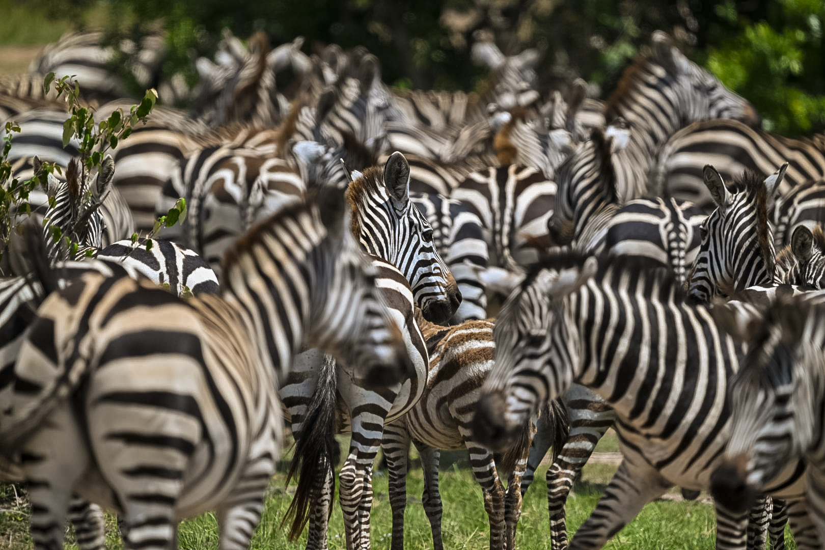 Ngorongoro-Images-Zebra
