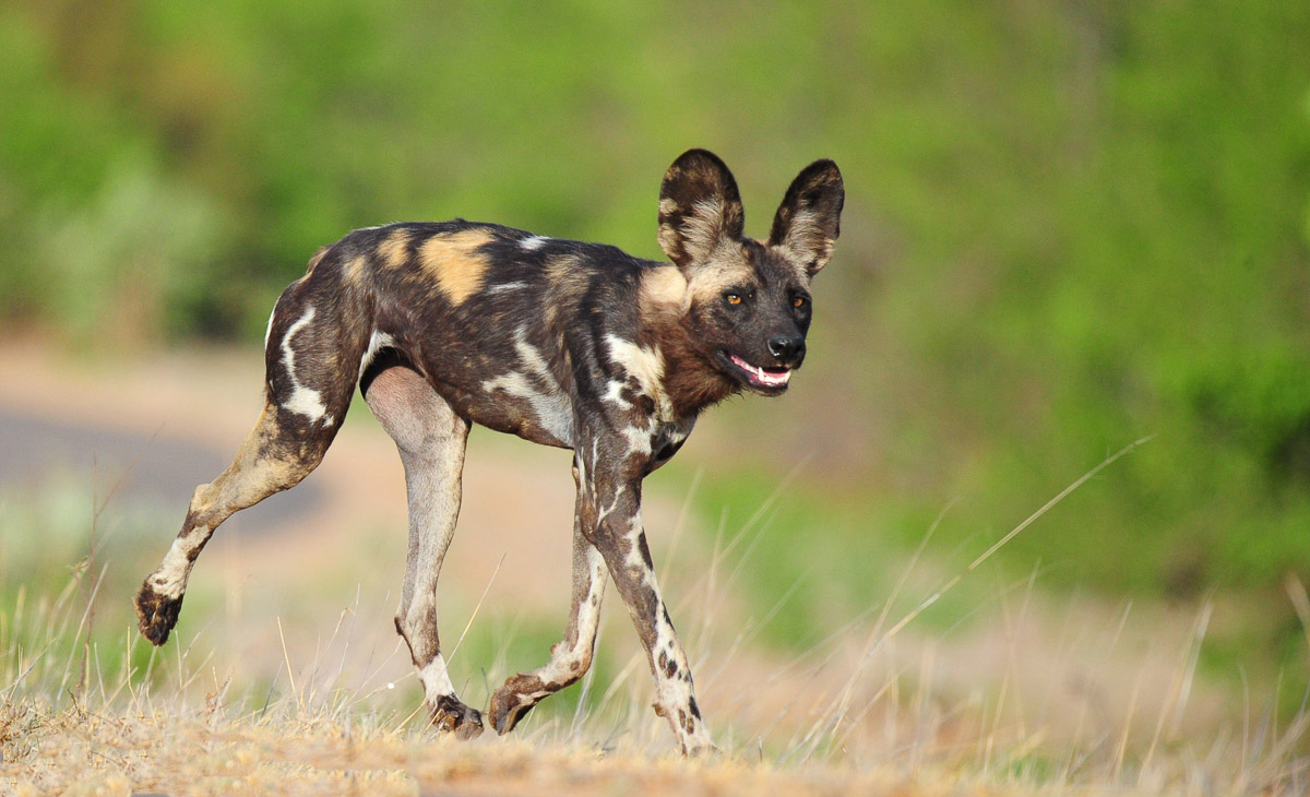 Nyerere-National-Park-Wilddogs