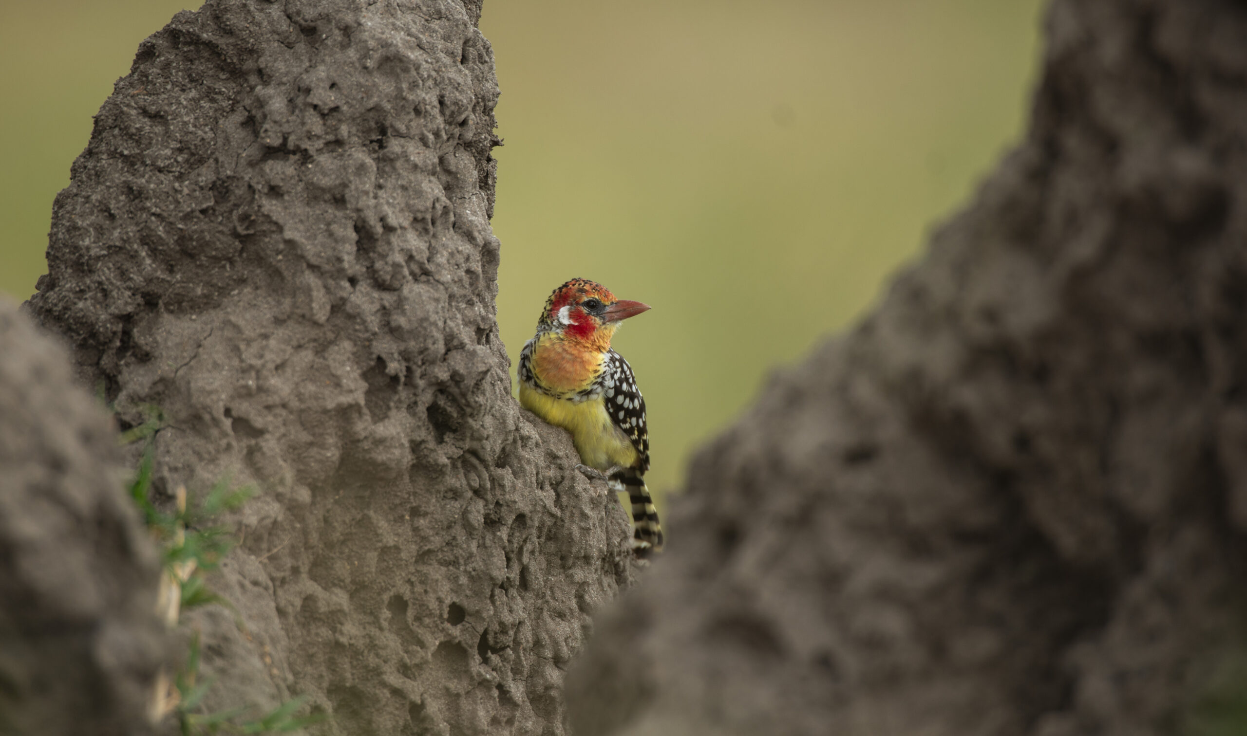 Ruaha-National-Park-Banner
