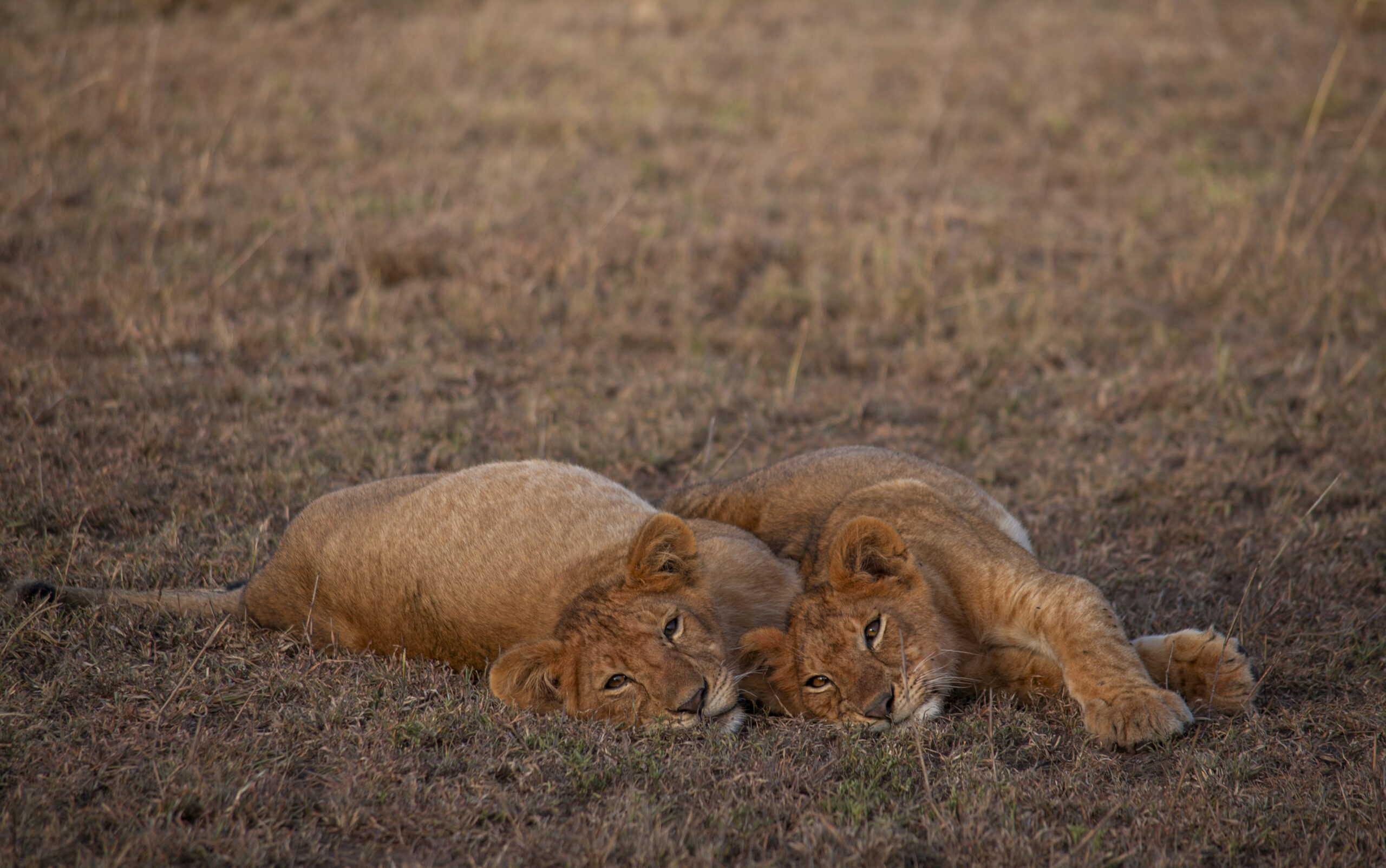 Ruaha-National-Park-Lion