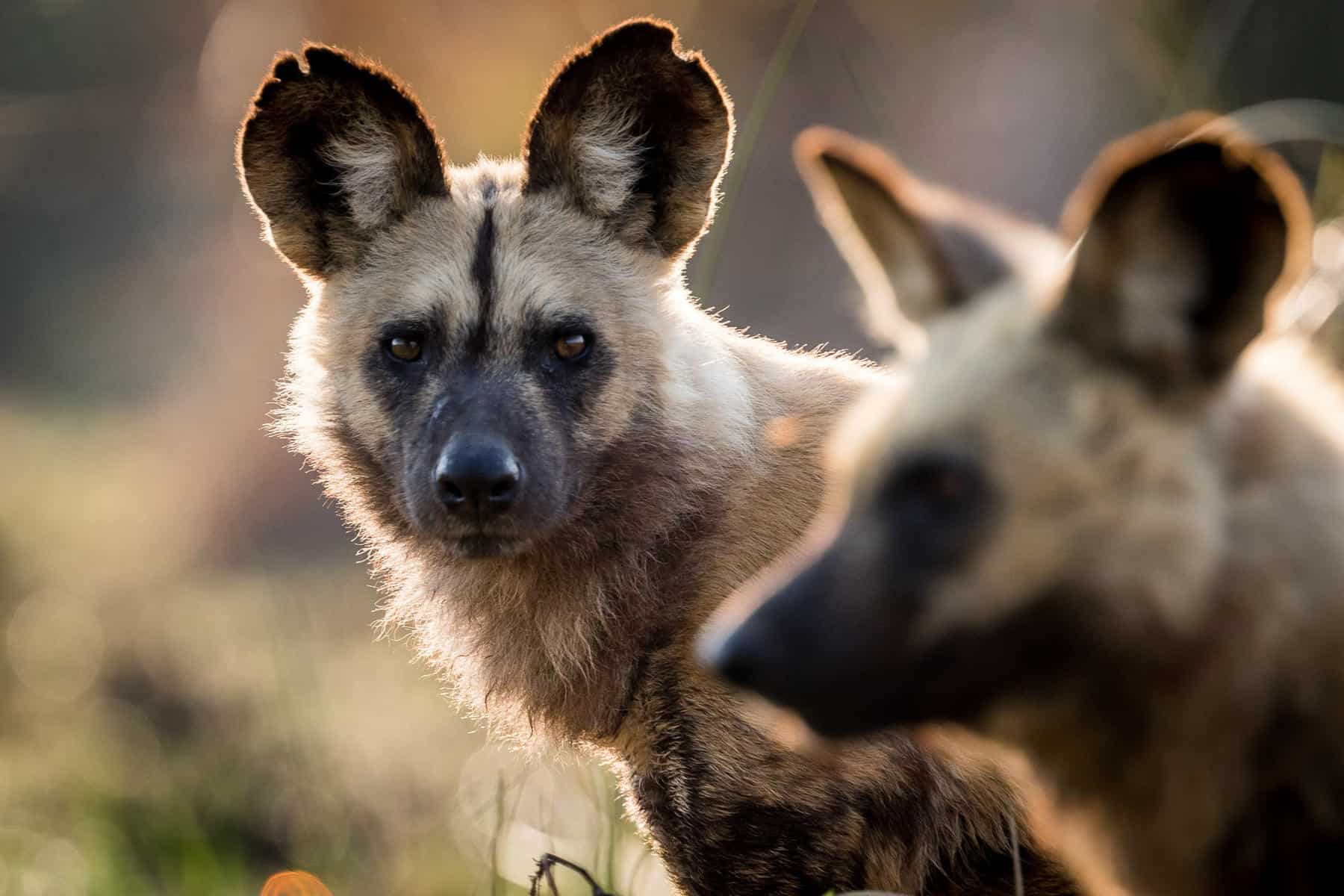 Ruaha-National-Park-Wilddog