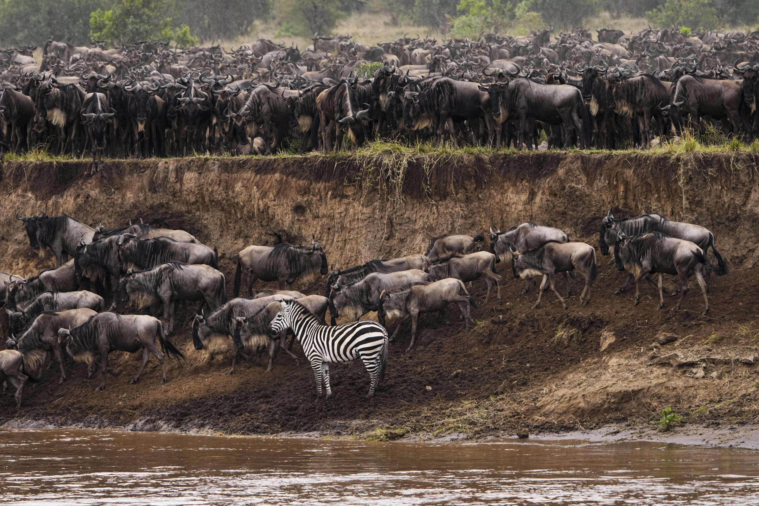 Serengeti-National-Park-Zebra