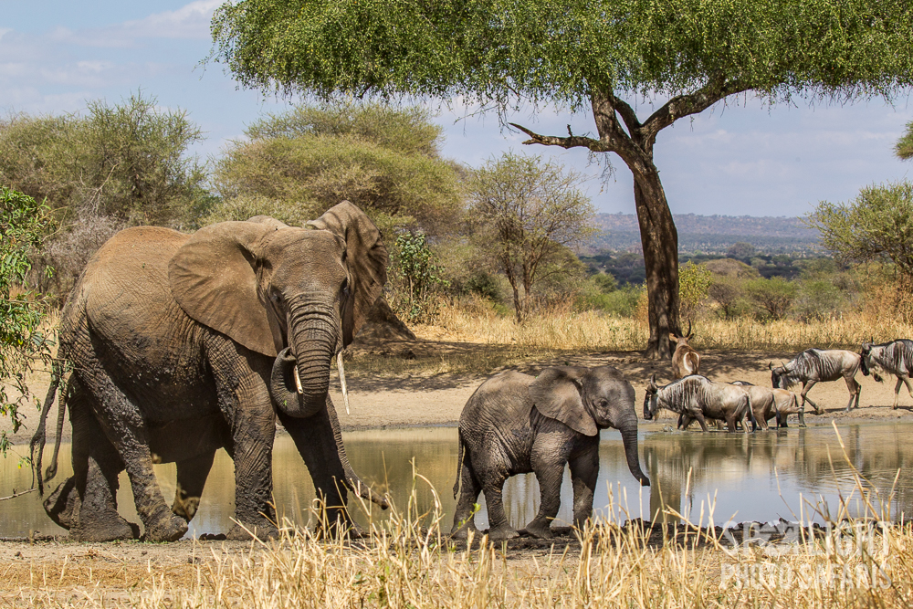 Tanzania-Photo-Safari-Day-2-3