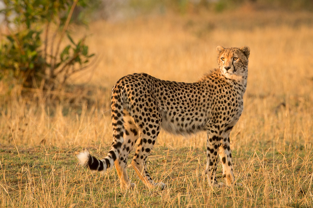 Tanzania-Photo-Safari-Day-6