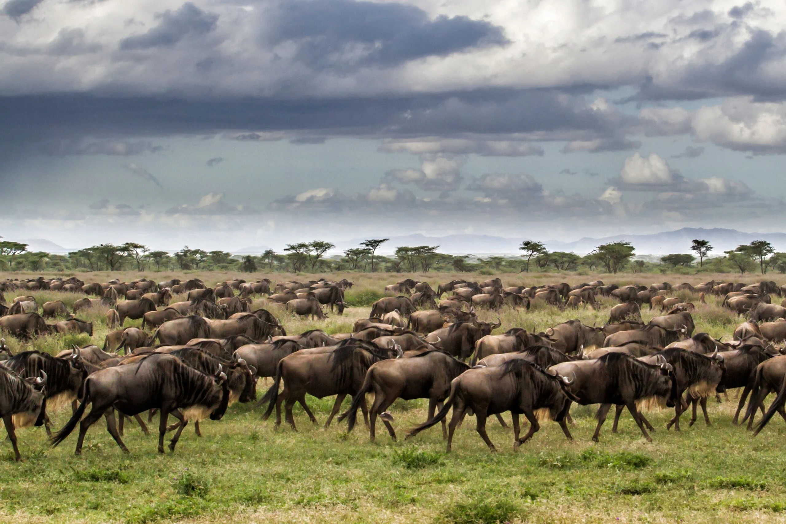 Tanzania-Photo-Safari-Page-Banner