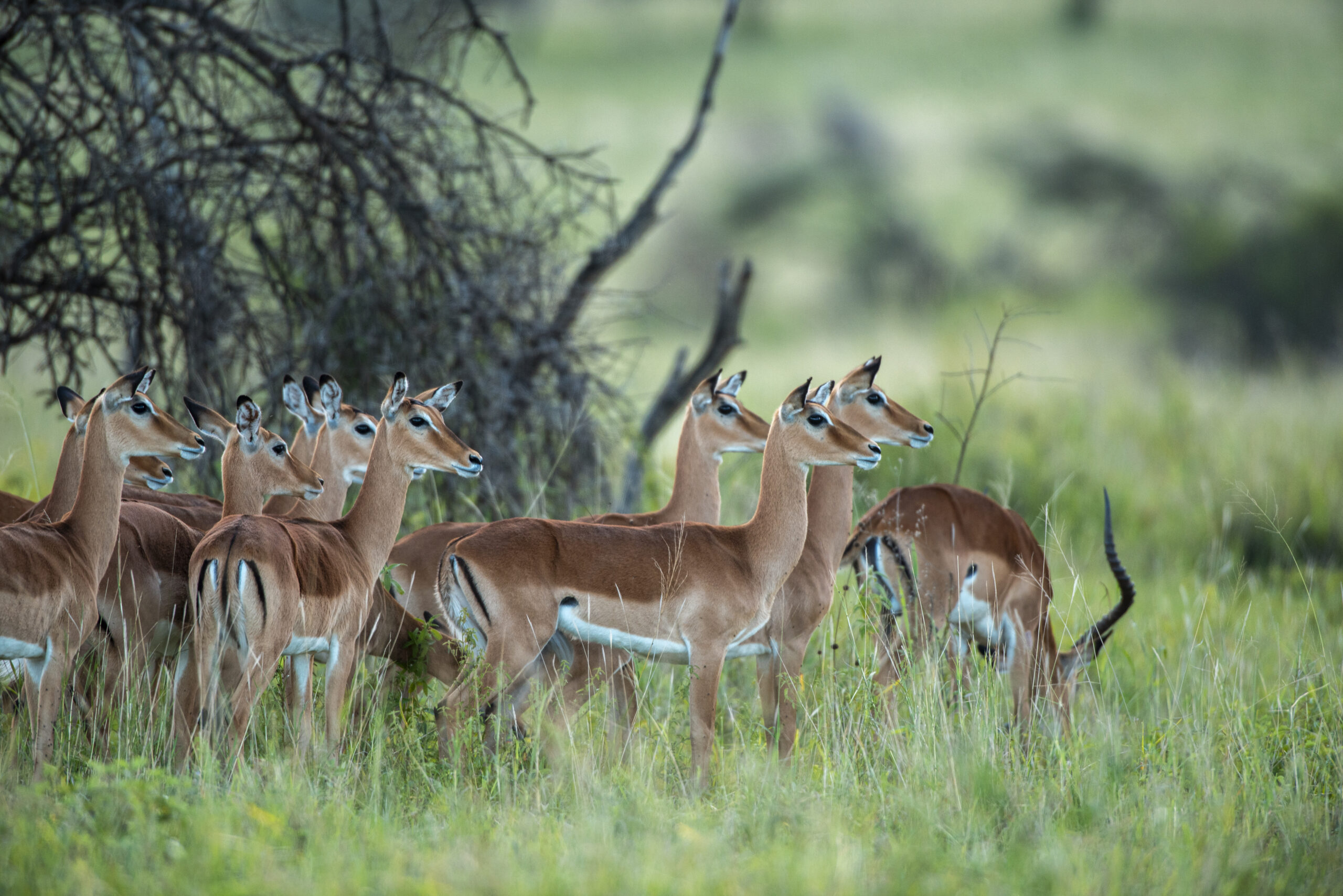 Tanzanias-Southern-National-Park-Banner