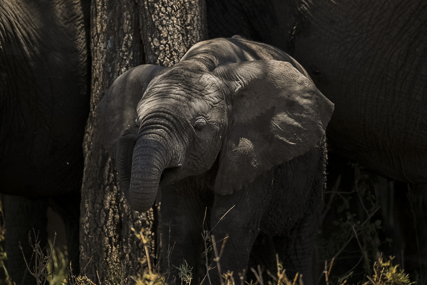Tarangire-National-Park-Elephant