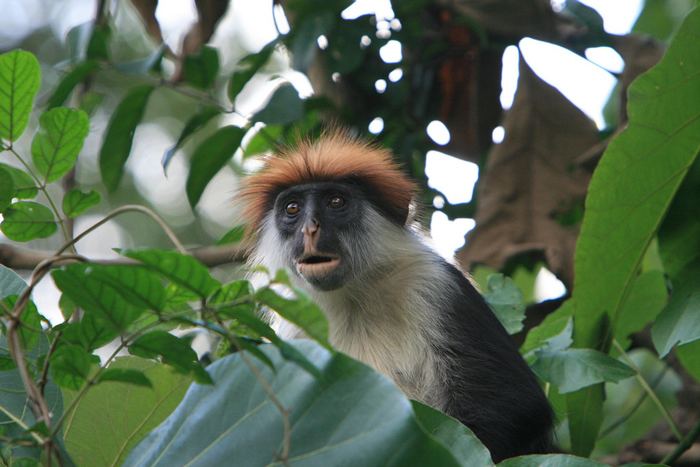 Udzungwa-Mountains-Red-Colobus
