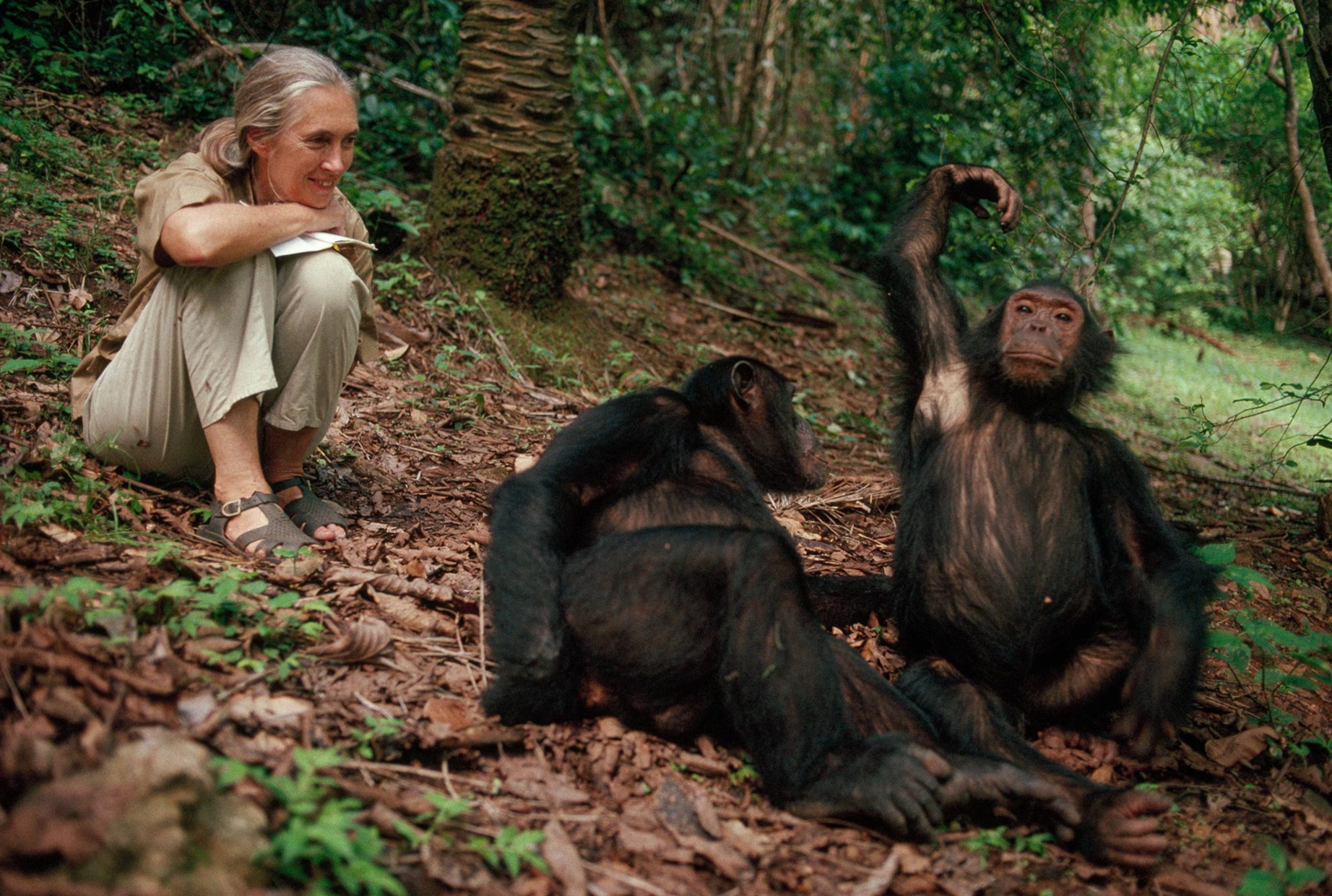 Western-Circuit-Experience-Gombe-Chimp