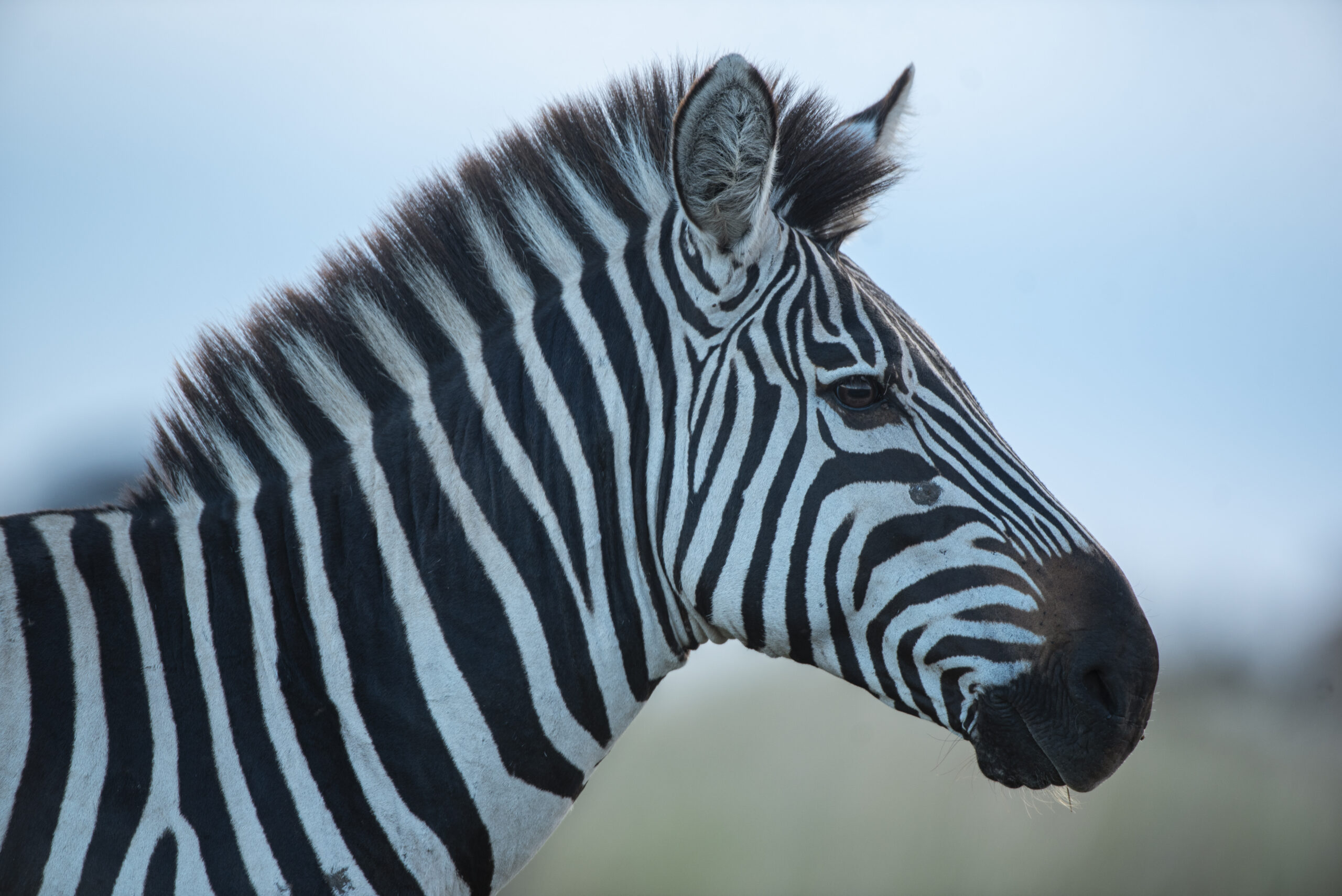 Western-Circuit-Packages-Zebra