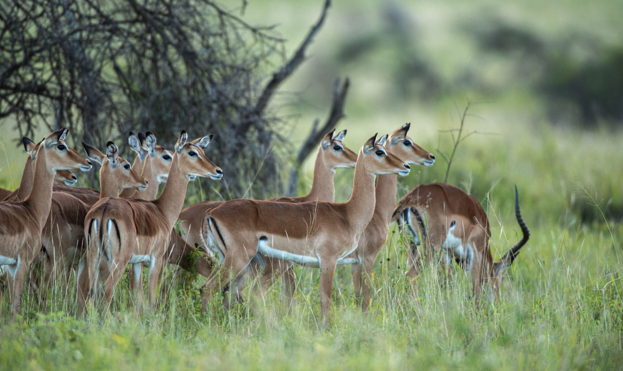 The Big Five Safari