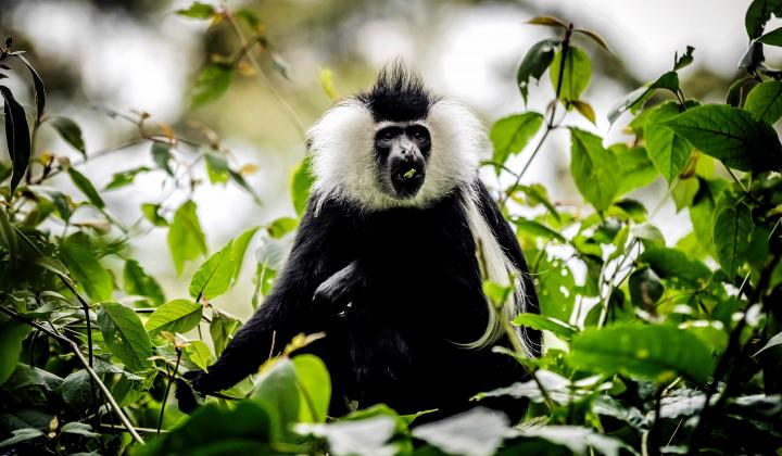 white Columbus monkey